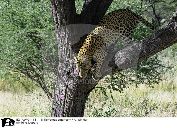 kletternder Leopard / climbing leopard / AW-01173