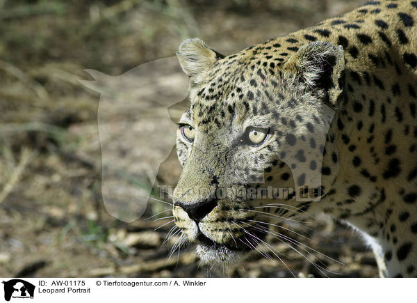 Leopard Portrait / Leopard Portrait / AW-01175