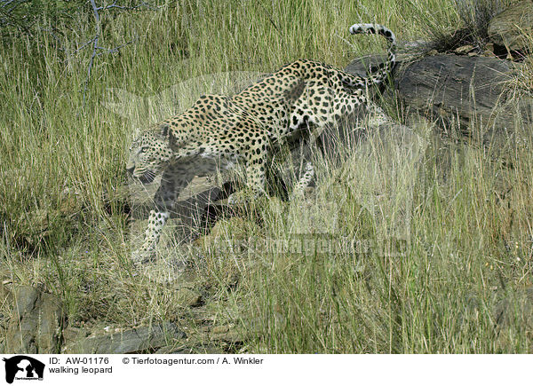 laufender Leopard / walking leopard / AW-01176