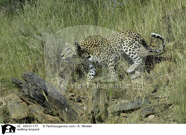 laufender Leopard / walking leopard / AW-01177