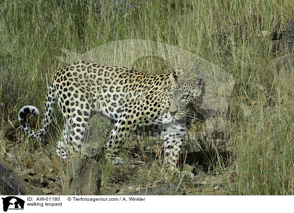 laufender Leopard / walking leopard / AW-01180