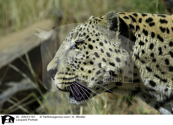 Leopard Portrait / Leopard Portrait / AW-01181