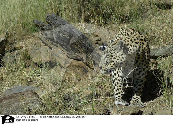 stehender Leopard / standing leopard / AW-01182