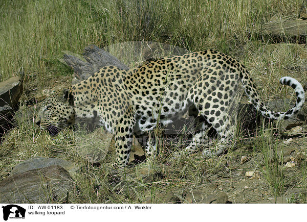laufender Leopard / walking leopard / AW-01183