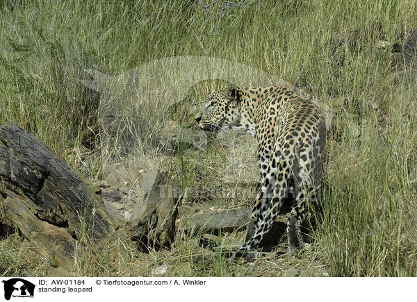 stehender Leopard / standing leopard / AW-01184