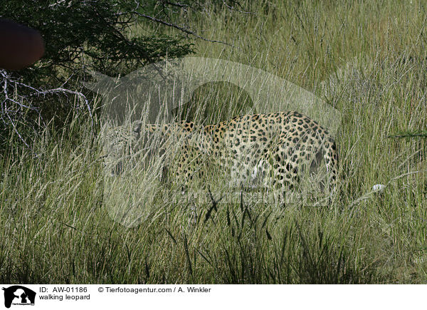laufender Leopard / walking leopard / AW-01186
