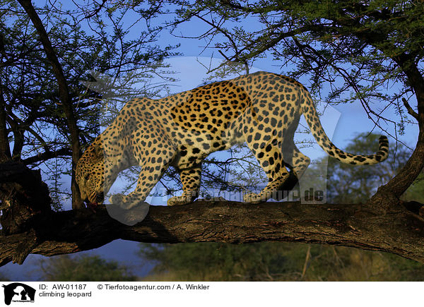 kletternder Leopard / climbing leopard / AW-01187