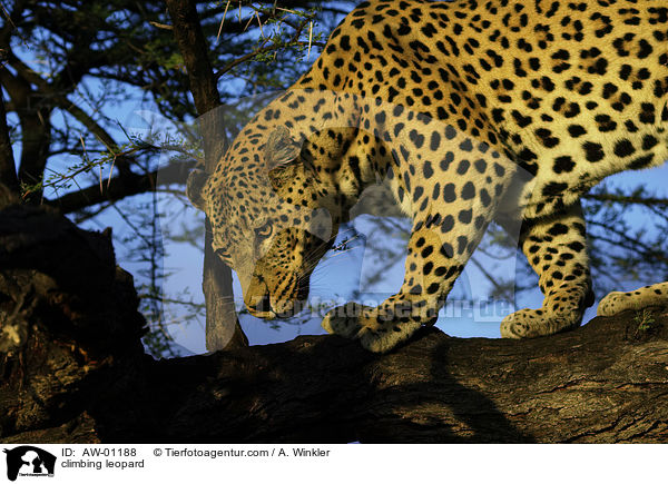 kletternder Leopard / climbing leopard / AW-01188