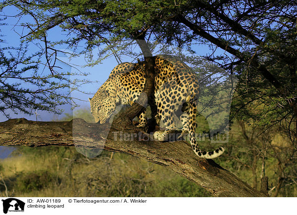 kletternder Leopard / climbing leopard / AW-01189