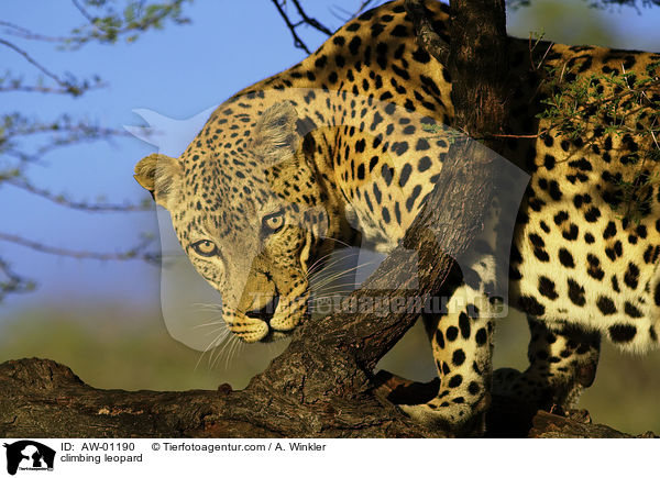 kletternder Leopard / climbing leopard / AW-01190