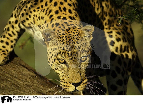 Leopard Portrait / Leopard Portrait / AW-01191