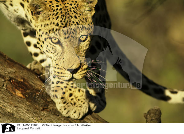 Leopard Portrait / Leopard Portrait / AW-01192