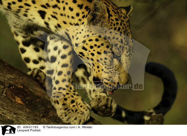 Leopard Portrait / Leopard Portrait / AW-01193
