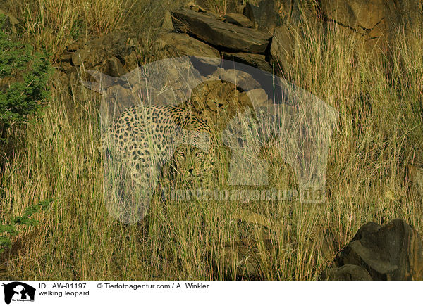 laufender Leopard / walking leopard / AW-01197
