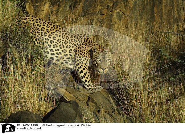 stehender Leopard / standing leopard / AW-01198