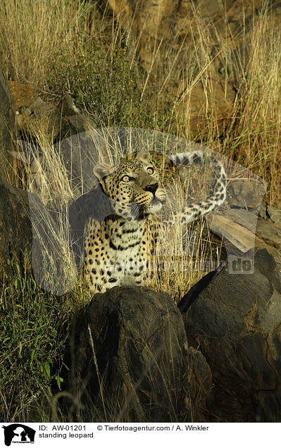 stehender Leopard / standing leopard / AW-01201
