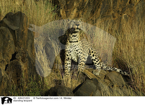 stehender Leopard / standing leopard / AW-01203