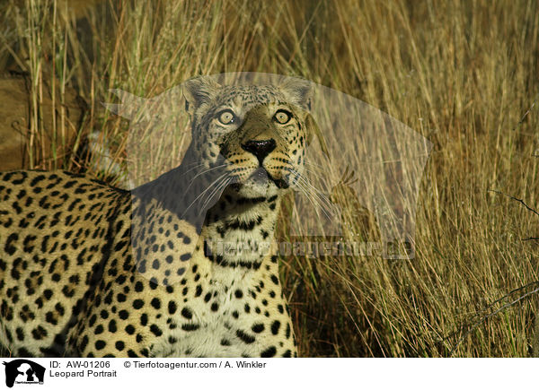 Leopard Portrait / Leopard Portrait / AW-01206