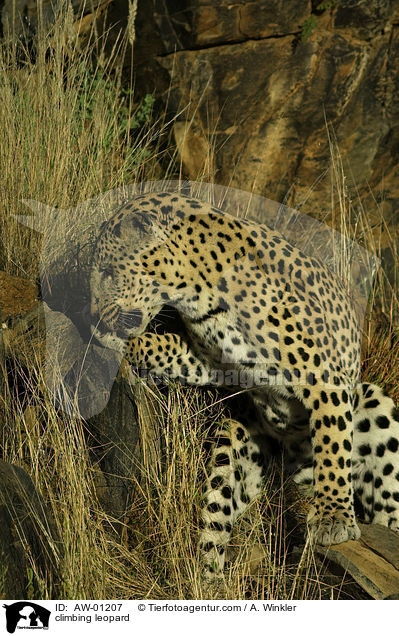 kletternder Leopard / climbing leopard / AW-01207