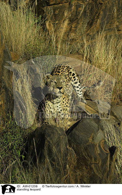 stehender Leopard / standing leopard / AW-01208