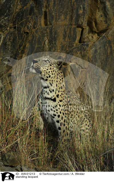 stehender Leopard / standing leopard / AW-01213