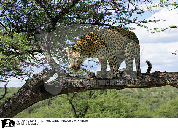 kletternder Leopard / climbing leopard / AW-01248