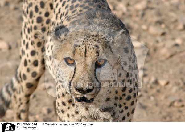 Gepard / hunting-leopard / RS-01024