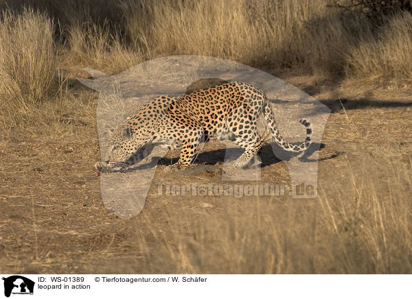 Leopard in Bewegung / leopard in action / WS-01389