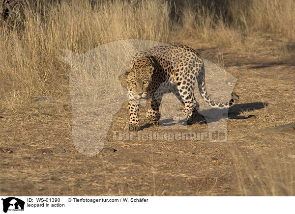 Leopard in Bewegung / leopard in action / WS-01390