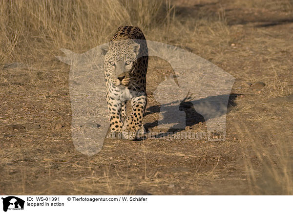 Leopard in Bewegung / leopard in action / WS-01391