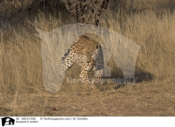 Leopard in Bewegung / leopard in action / WS-01392