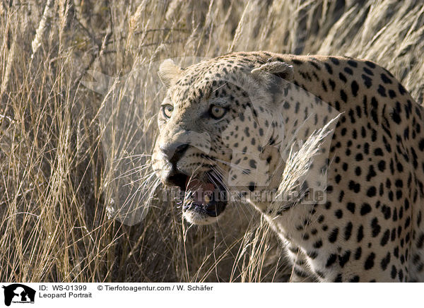 Leopard Portrait / Leopard Portrait / WS-01399