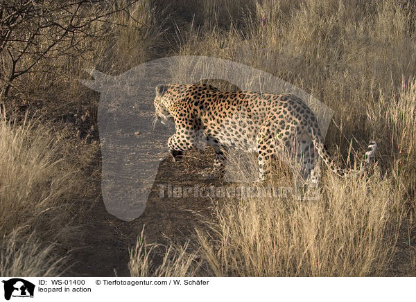 Leopard in Bewegung / leopard in action / WS-01400