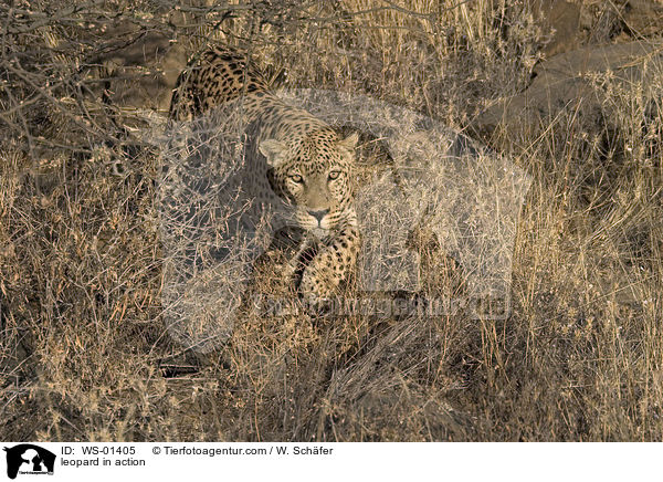 Leopard in Bewegung / leopard in action / WS-01405