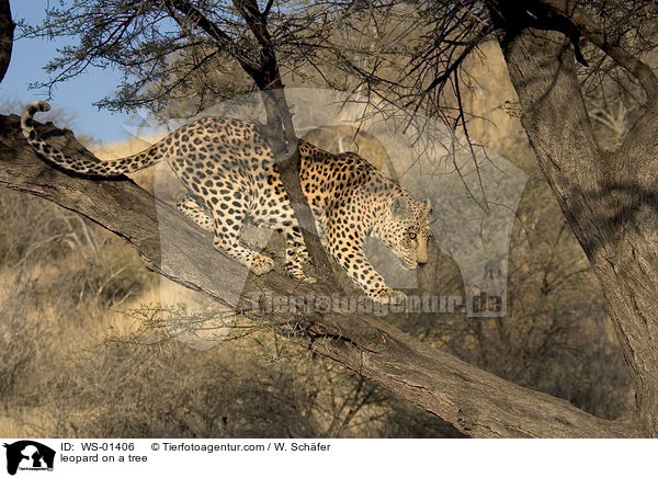 Leopard auf eienem Baum / leopard on a tree / WS-01406