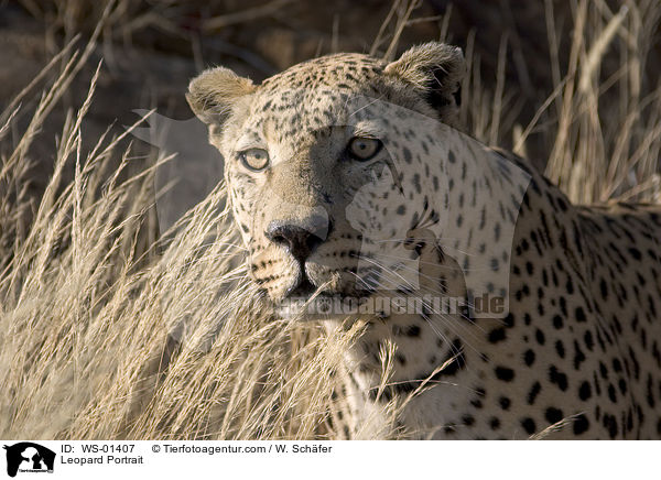 Leopard Portrait / WS-01407