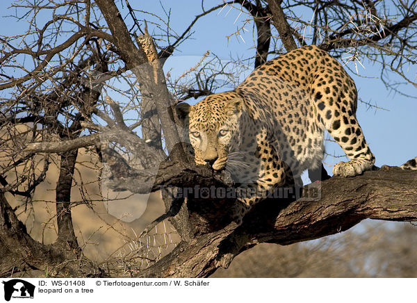 Leopard auf einem Baum / leopard on a tree / WS-01408