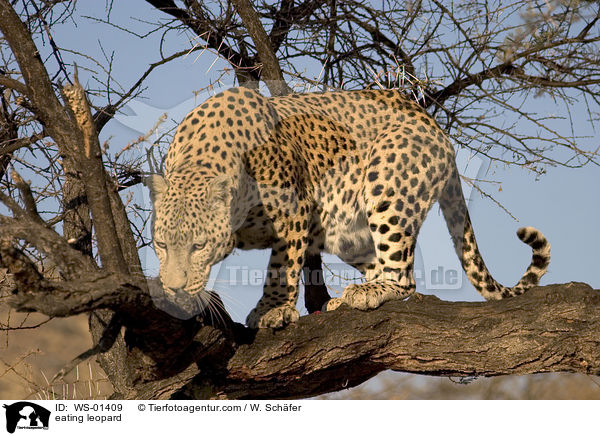 fressender Leopard / eating leopard / WS-01409