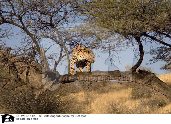Leopard auf einem Baum / leopard on a tree / WS-01412