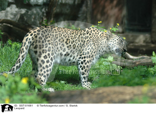 Leopard / Leopard / SST-01681