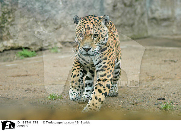 Leopard / Leopard / SST-01778
