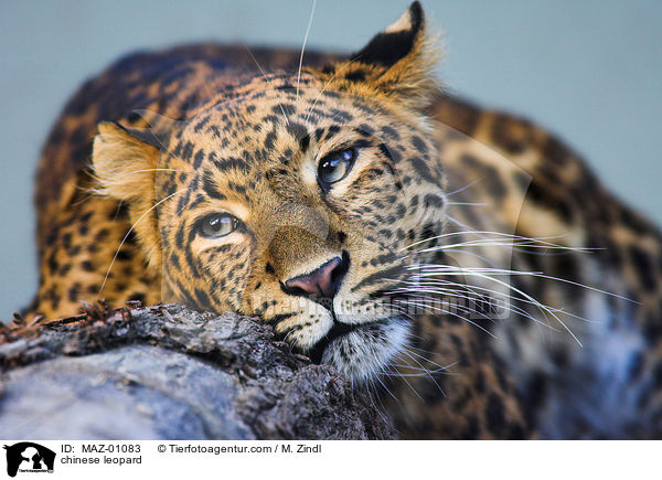 Chinesischer Leopard / chinese leopard / MAZ-01083