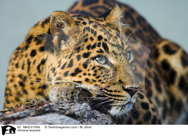 chinese leopard / MAZ-01084