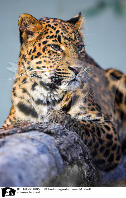 Chinesischer Leopard / chinese leopard / MAZ-01085