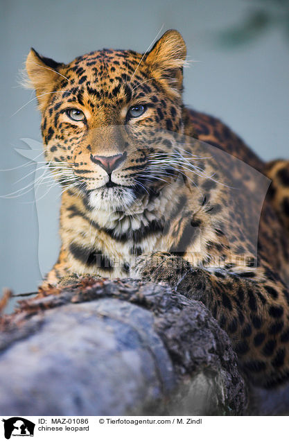 chinese leopard / MAZ-01086