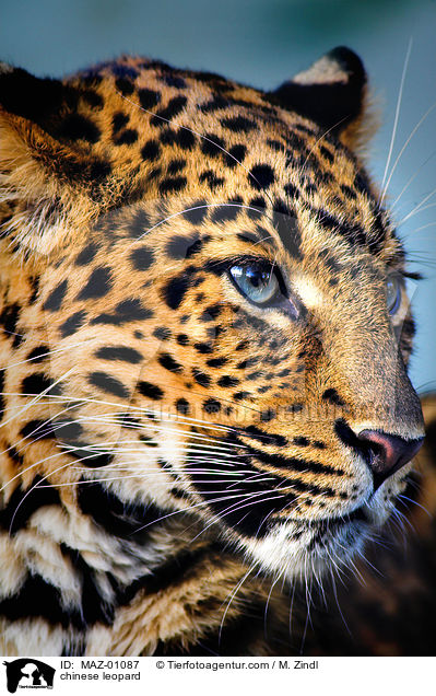 chinese leopard / MAZ-01087