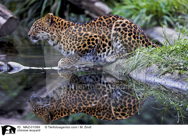 chinese leopard / MAZ-01089