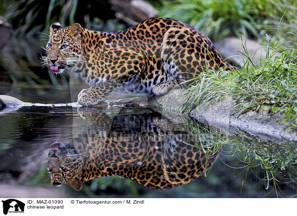 Chinesischer Leopard / chinese leopard / MAZ-01090