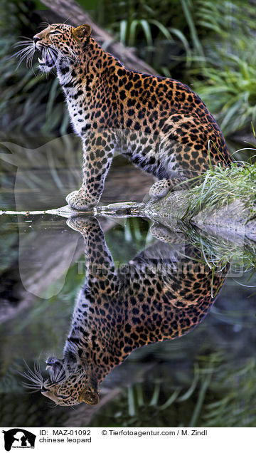 Chinesischer Leopard / chinese leopard / MAZ-01092