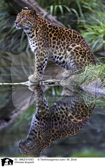 Chinesischer Leopard / chinese leopard / MAZ-01093
